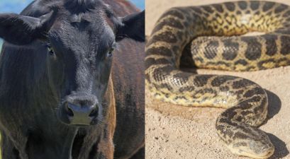 Cow Oddly Caught Sucking on a Large Python