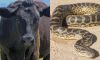 Cow Oddly Caught With Large Python Hanging From Its Mouth