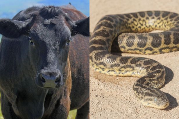 Cow Oddly Caught Sucking on a Large Python
