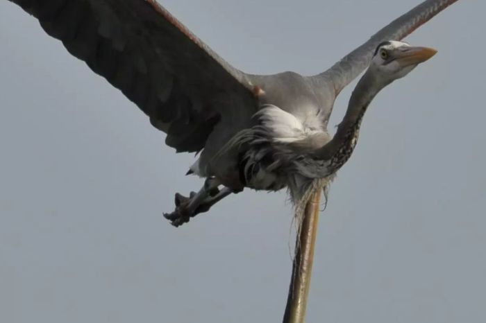 Heron Eats Eel, Eel Bursts Through its Chest Mid-Air