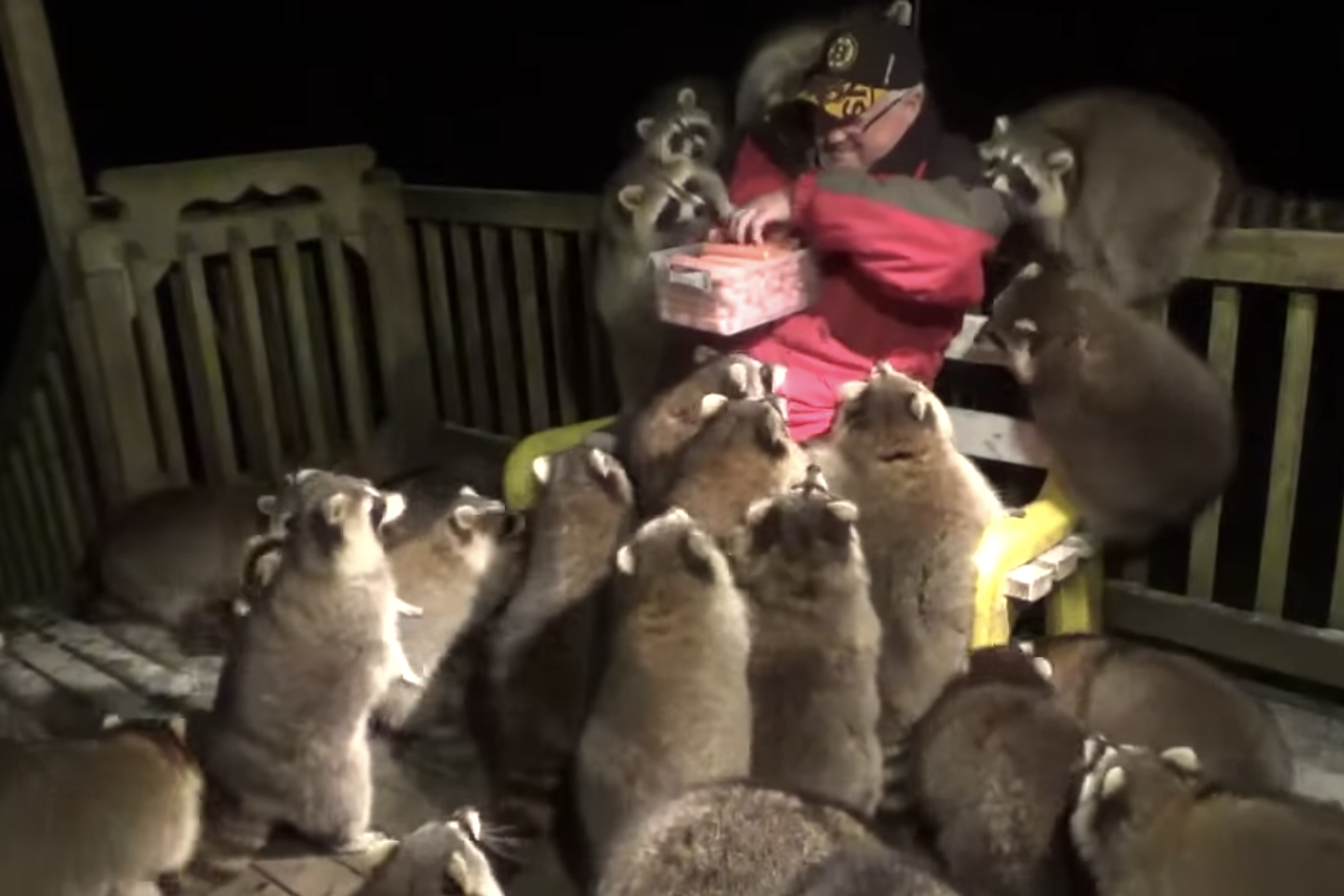 Man Swarmed by Raccoons While Trying to Feed Them Rare