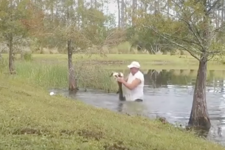 Elderly Florida Man Dives into Water, Saves Puppy From Gator  Rare