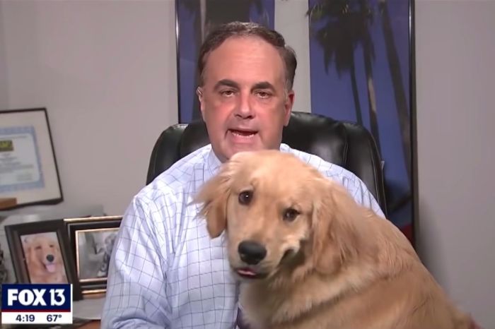 Adorable Dog Hilariously Interrupts Meteorologist During At-Home Weather Report