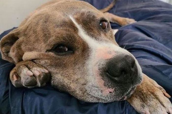 Dog Adopted After Spending 729 Days in Animal Shelter