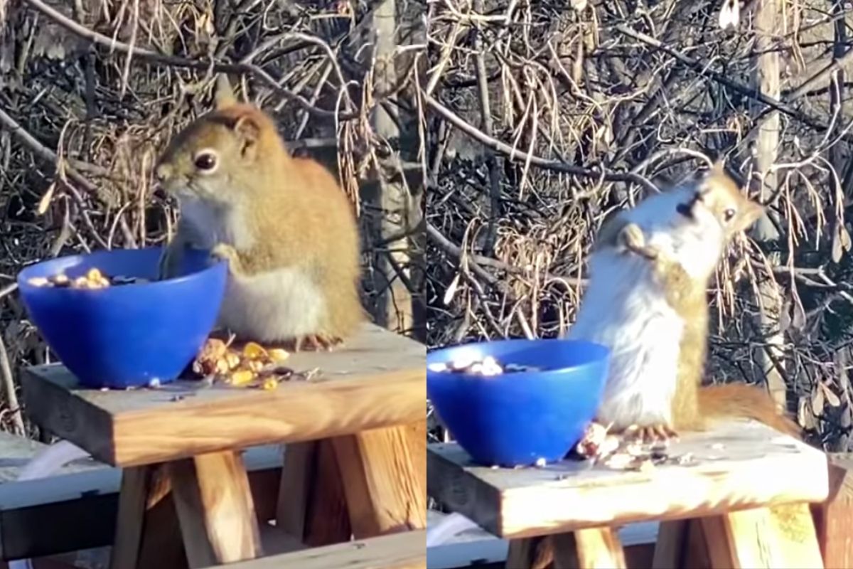 Squirrel Accidentally Gets Wasted Off Of Fermented Pears Rare