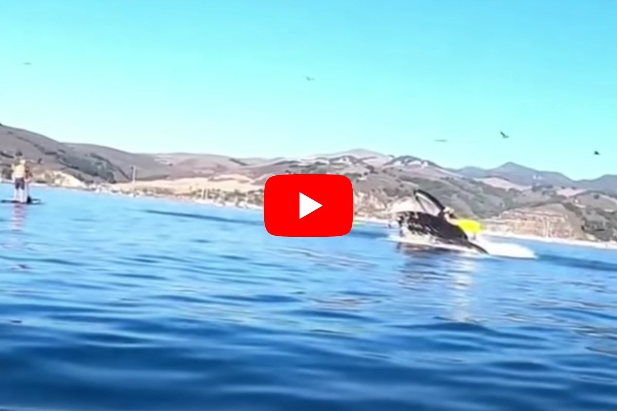Kayakers Nearly Swallowed by Whale Rare