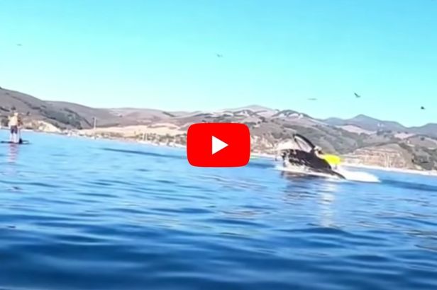 Kayakers Nearly Swallowed Whole by Whale