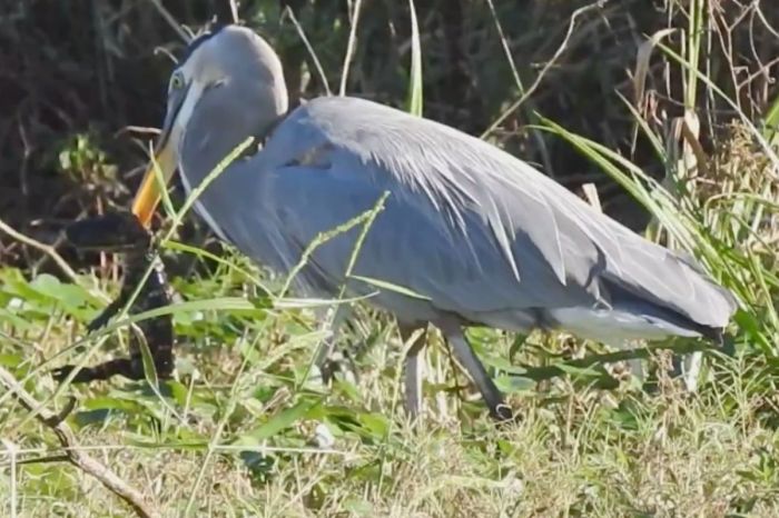 Great Blue Heron Swallows Baby Alligator Whole