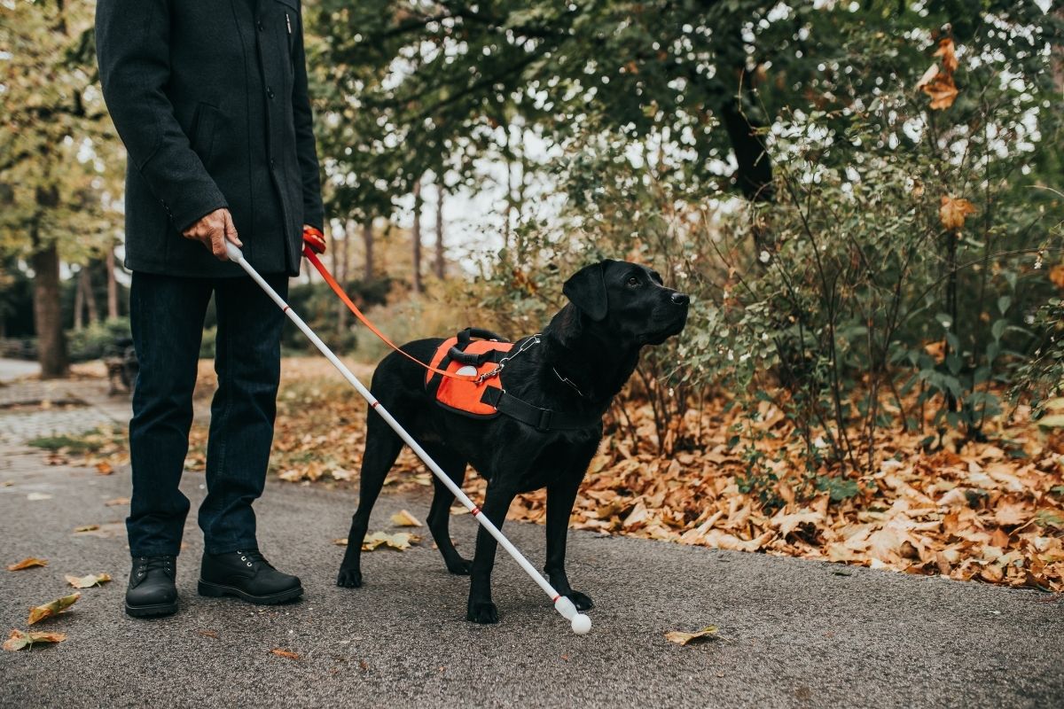 if-a-service-dog-approaches-you-without-its-owner-they-need-your-help