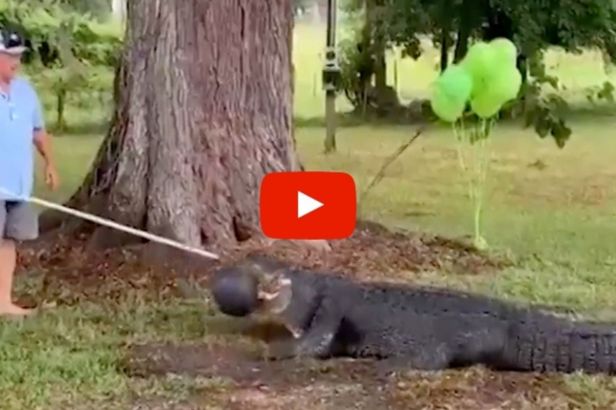 “Pet Alligator” Helps Florida Family Reveal Their Baby’s Gender