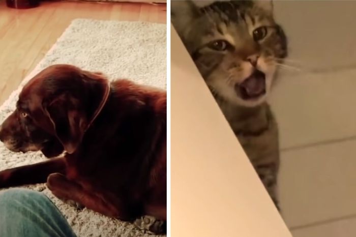 Cat Instantly Throws Up After Smelling Dog’s Terrible Fart