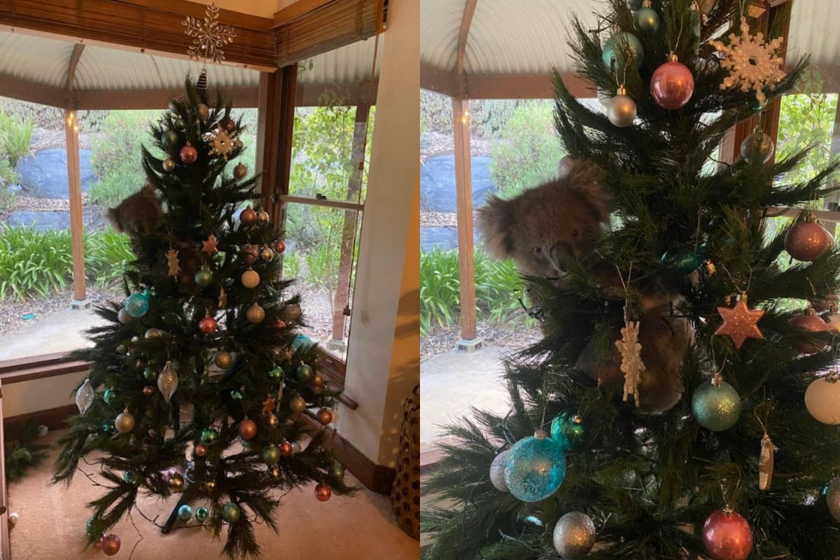 Koala in christmas tree video