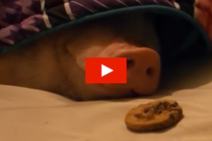 Pig Vs. Cookie!: Adorable Video Shows Pig Waking Up to the Smell of a Chocolate Cookie