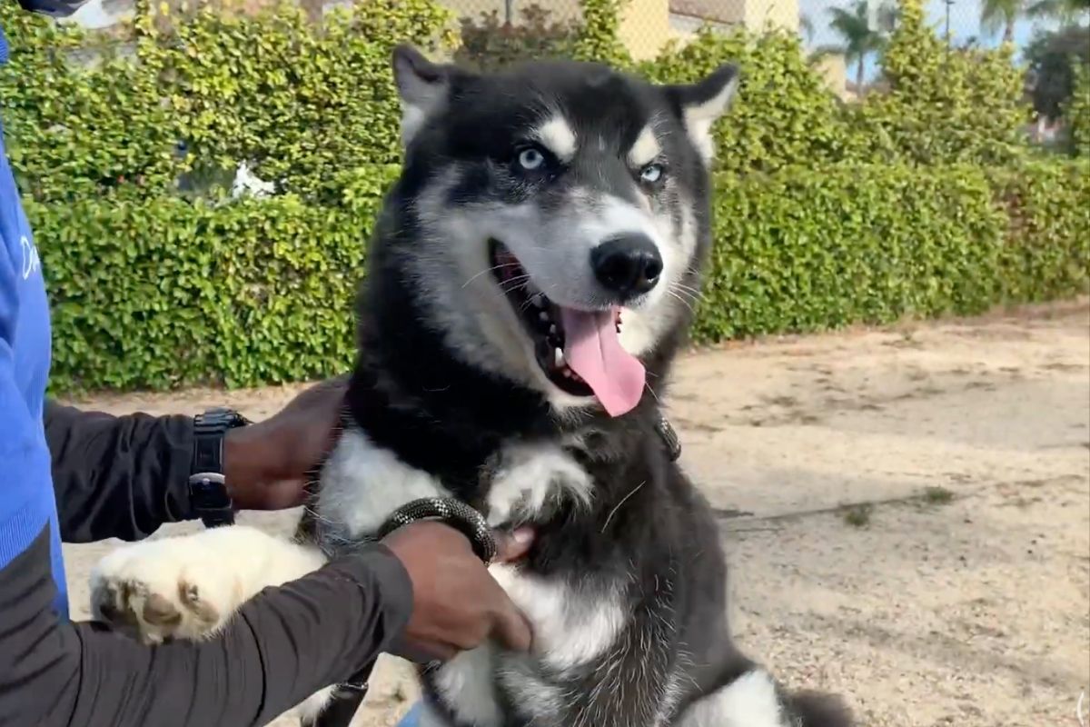 Beautiful Husky Adopted And Returned 7 Times Still Looking For Home Rare