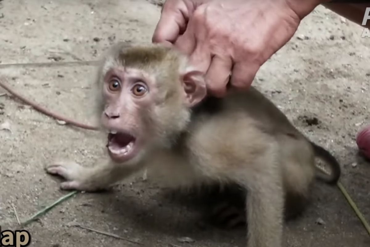 PETA Outrage Causes Target To Drop Chaokoh Coconut Milk Over Monkey