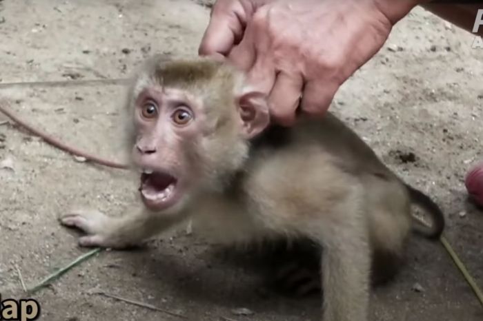 PETA Outrage Causes Target To Drop Chaokoh Coconut Milk Over Monkey Labor