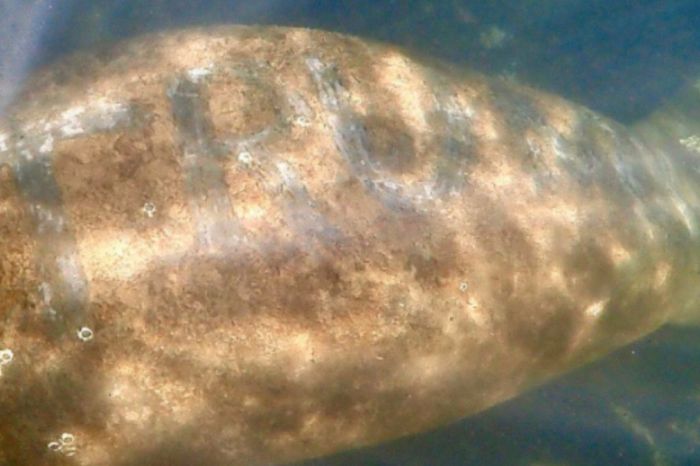 Manatee Found With “Trump” Carved Into Its Back, Feds Need Help Investigating