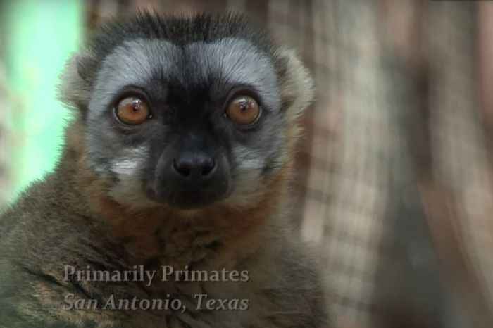 Primates Freeze to Death After Texas Power Outage