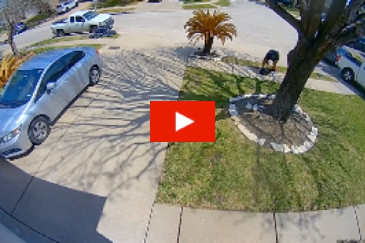 Abusive Owner Hits Dog Over 20 Times [VIdeo] Rare