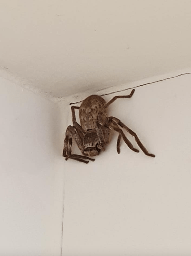 Woman Terrifyingly Finds Massive Huntsman Spider in Her Shower | Rare