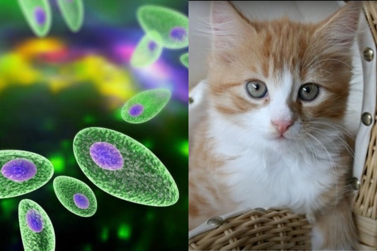 A Brain-Controlling Parasite Infects Cat Owners, Causes an Outgoing Personality