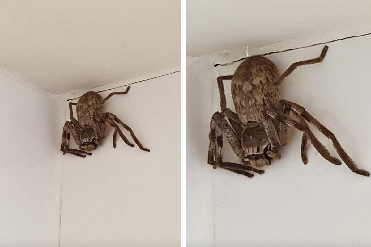 Woman Terrifyingly Finds Massive Huntsman Spider In Her Shower Rare