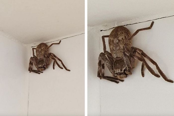 Woman Finds MASSIVE Huntsman Spider in Her Shower