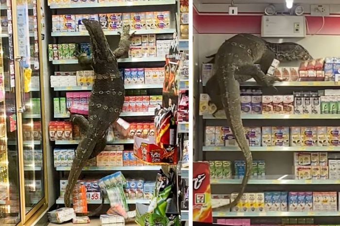 Godzilla-Esque Lizard Terrorizes Convenience Store