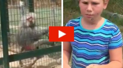 Irate Monkey Throws Its Own Excrement at Annoying Kids