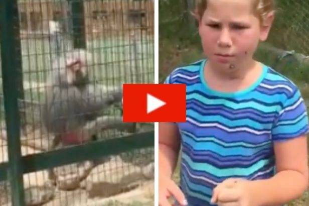 Irate Monkey Throws Its Own Excrement at Annoying Kids