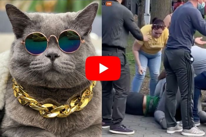 Massive NYC Brawl Caused by Celebrity Cat’s Death
