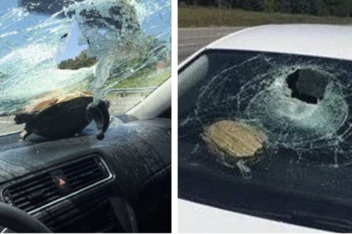 Turtle Flies Through Car Windshield, Hits Woman in the Head