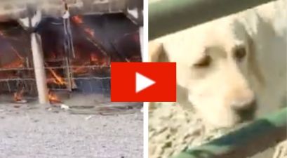 Tragic Fire Kills Over 50 Dogs Including 18 Puppies