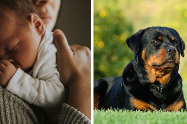 10-Month-Old Baby Tragically Killed by Family’s 2 Rottweilers