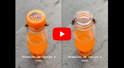 Viral Video Shows Bees Working Together To Remove a Bottle Cap