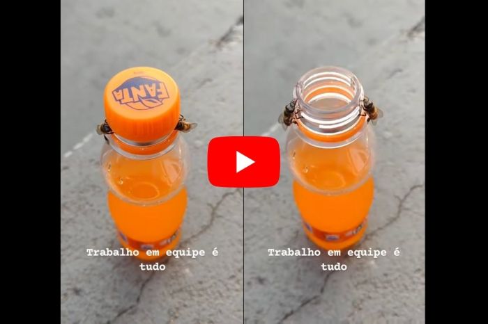Viral Video Shows Bees Working Together To Remove a Bottle Cap