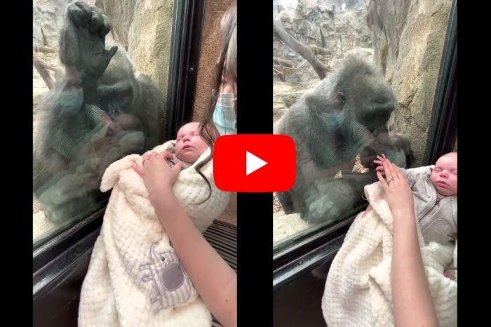 Gorilla and New Mom Bond Over Their Babies at Boston Zoo