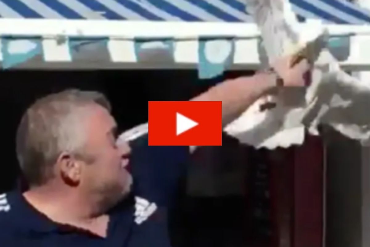 Man Sucker Punches Pesky Seagull Trying to Steal His Food
