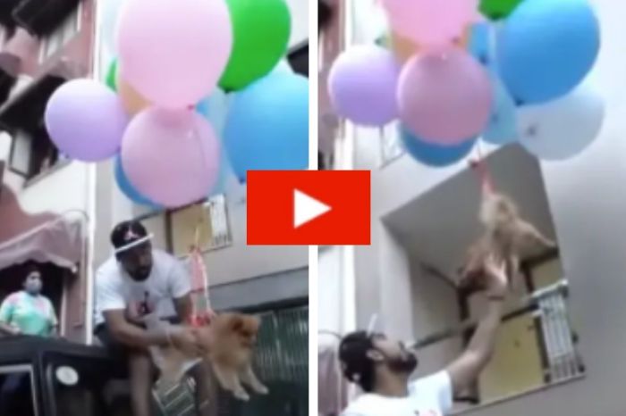 Man Arrested for Tying His Dog to Helium Balloons