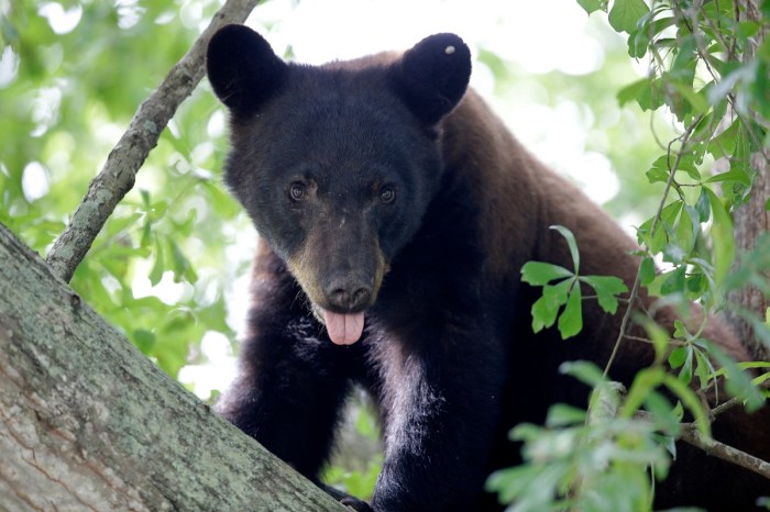 Central Florida Couple Pleads Guilty to Baiting Bears into Dog Attack for Social Media Videos 
