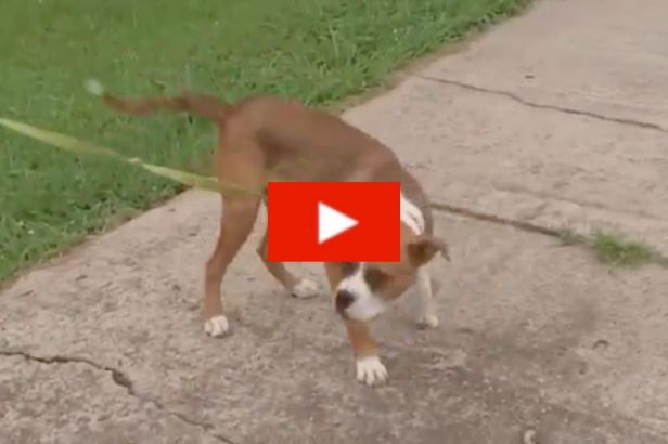 Mom Accidentally Shoots 5-Year-Old Son While Aiming at Harmless Puppy